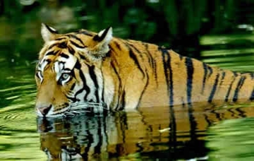 Tigerpark
